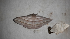 Sarcinodes aequilinearia