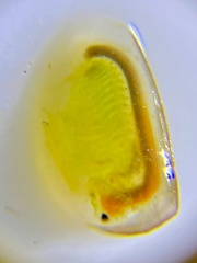 Eulimnadia