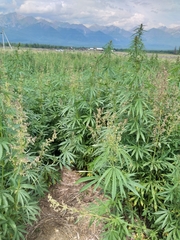 Cannabis sativa spontanea