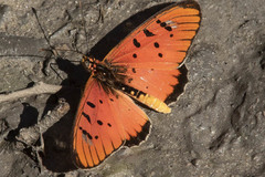 Acraea aglaonice
