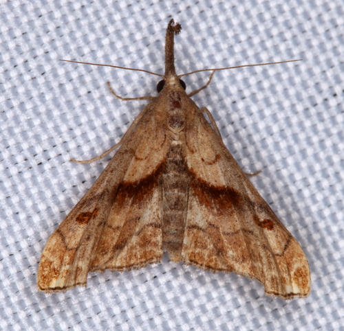 Dark-spotted Palthis Moth