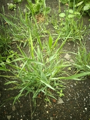 Poaceae