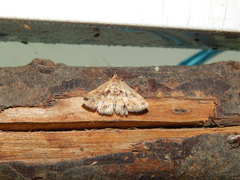 Lepidoptera