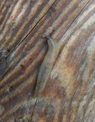 Deroceras caucasicum