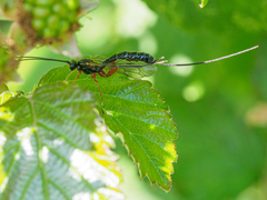 Perithous albicinctus