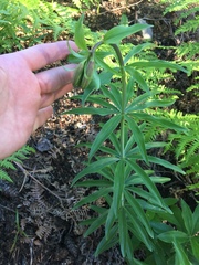 Lilium washingtonianum