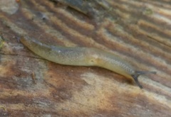 Deroceras caucasicum