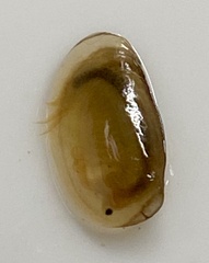 Eulimnadia