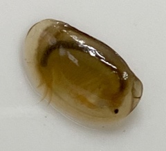 Eulimnadia