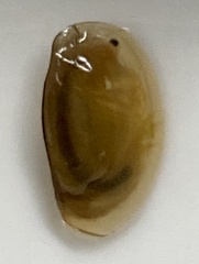 Eulimnadia