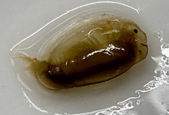 Eulimnadia