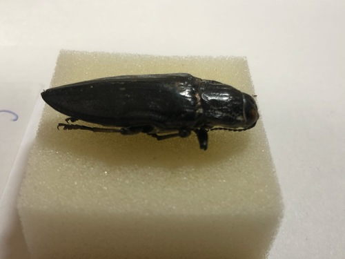 Pine-borer, Ленинский район, Минск, Беларусь, photo 9 of 10