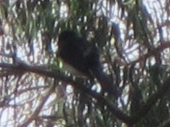 Rhipidura leucophrys leucophrys