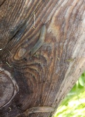 Deroceras caucasicum