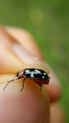 Omophoita simulans