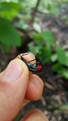 Strongylium auratum