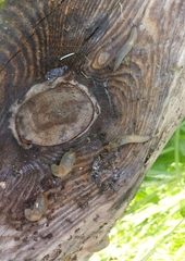 Deroceras caucasicum