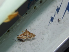 Sameodes