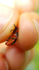 Omophoita simulans