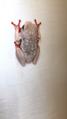 Hyperolius viridiflavus pantherinus