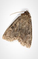 Apterogenum ypsillon