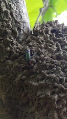 Strongylium auratum