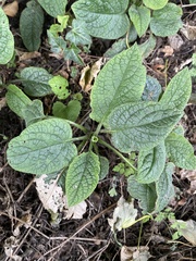 Pentaglottis sempervirens