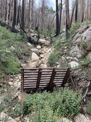 Erythranthe cinnabarina