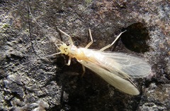 Perlodidae