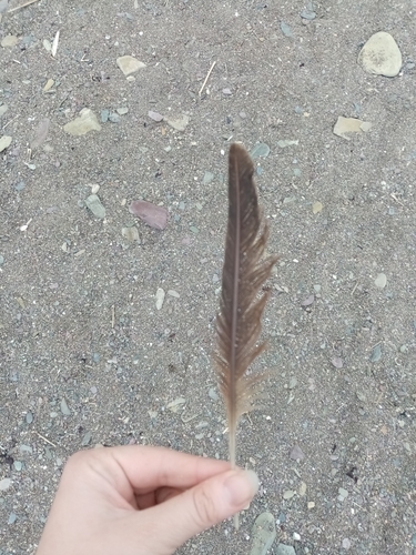 Plume de Cormoran huppé