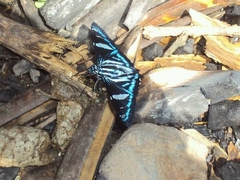 Phocides