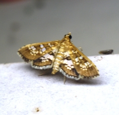 Sameodes
