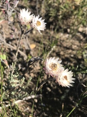 Achyranthemum affine