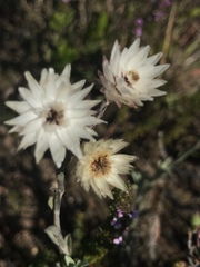 Achyranthemum affine