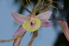 Dendrobium aphyllum