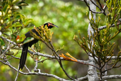 Gymnomyza aubryana