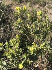 Gnidia styphelioides