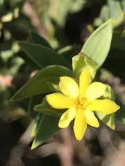 Gnidia styphelioides