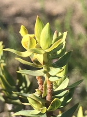 Gnidia styphelioides