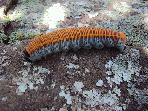 Fig Sphinx