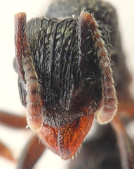 Rhytidoponera victoriae