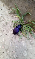 Carabus scabrosus tauricus