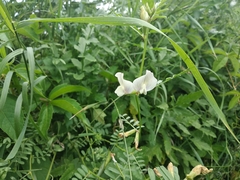 Vicia grandiflora
