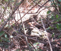 Catharus aurantiirostris