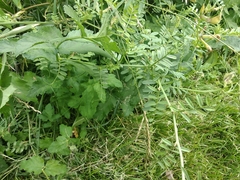 Vicia grandiflora