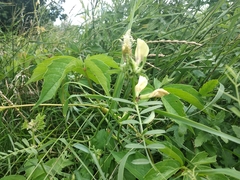 Vicia grandiflora