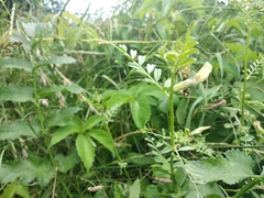 Vicia grandiflora