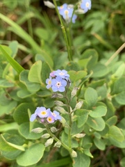 Myosotis alpestris