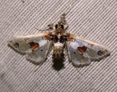 Leucinodes orbonalis