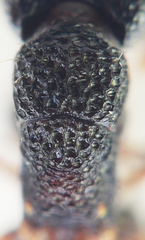 Rhytidoponera victoriae